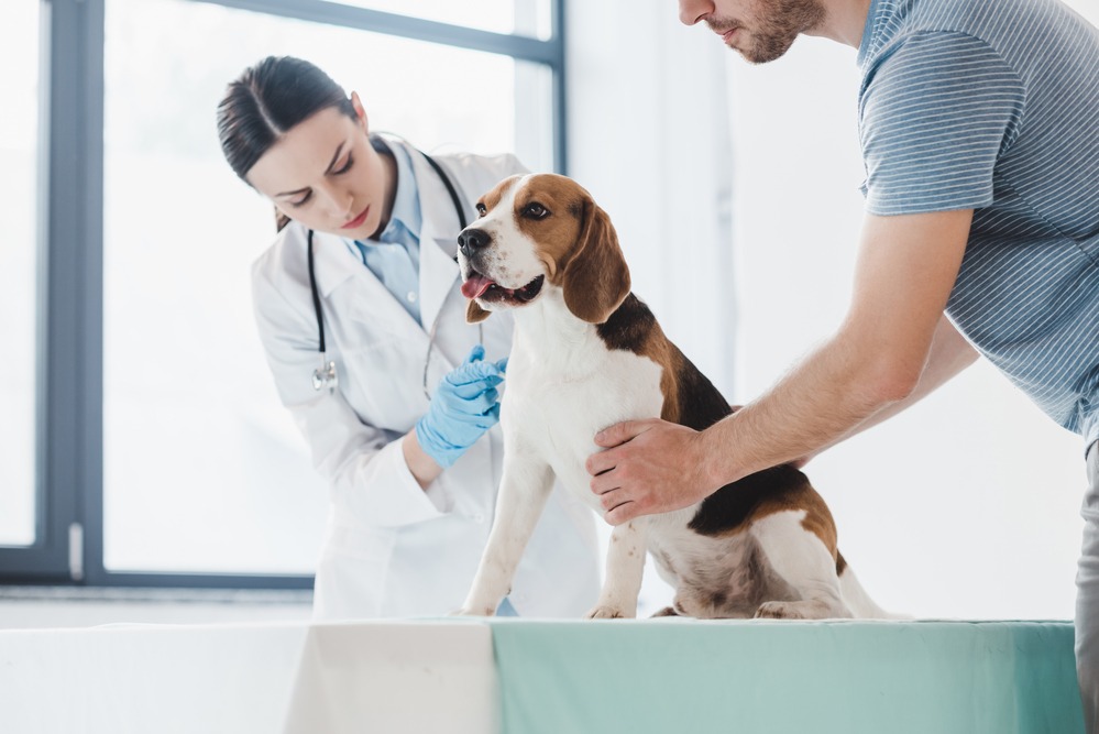 Comprehensive Veterinary Services in Chesapeake, VA: Caring for Your Furry Friends